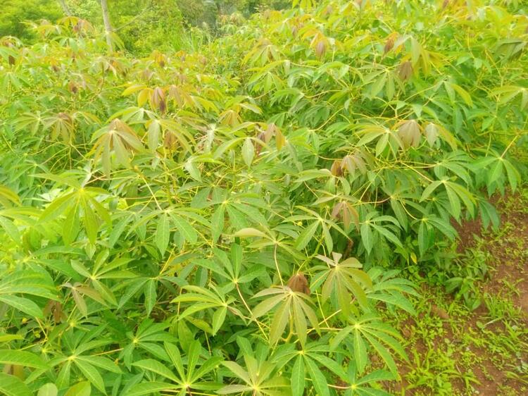 Cassava farming in Bambili